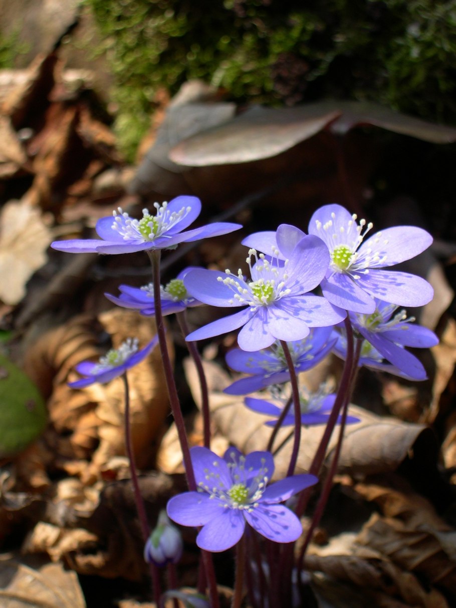 Anemone hepatica
