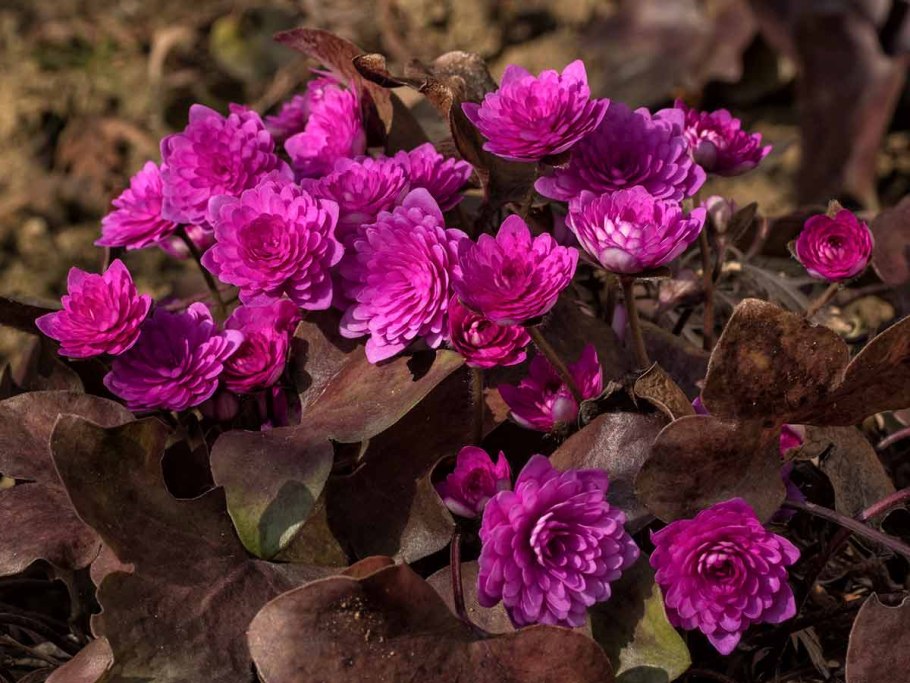 Печеночница благородная rosea plena