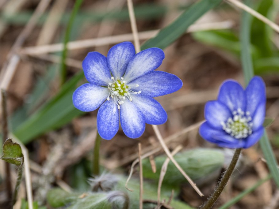 Печеночница благородная hepatica nobilis