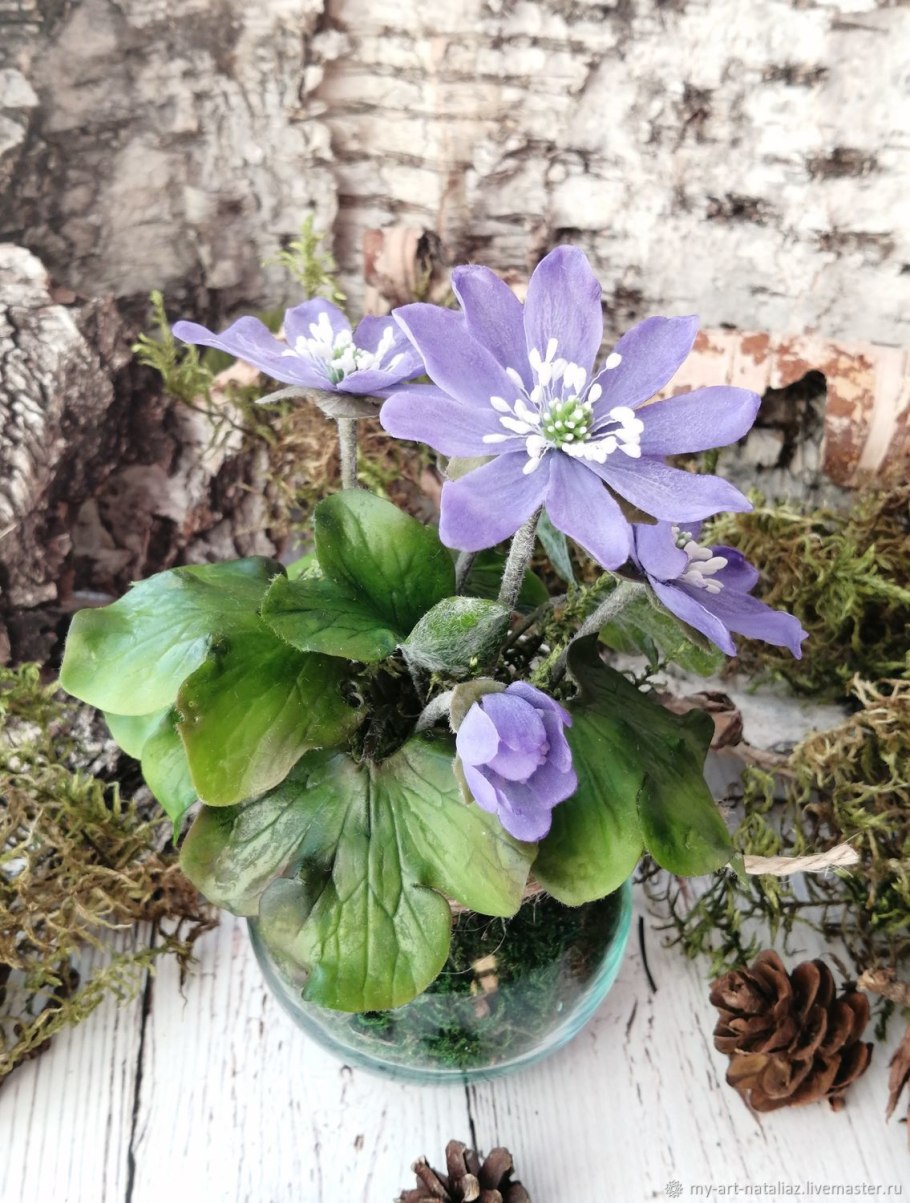 Цветок первоцвет