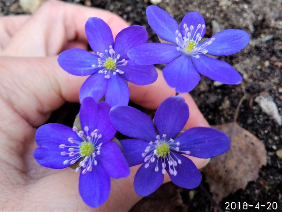 Печёночница благородная лютиковые