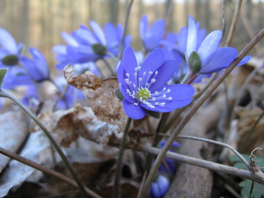 Печеночница hepatica nobilis