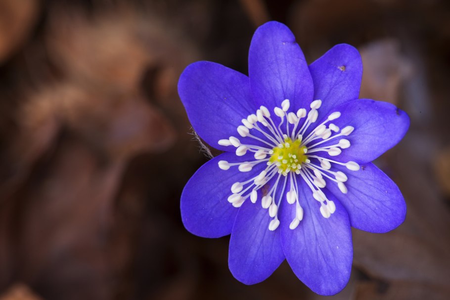 Печеночница благородная (hepatica Nobilis)