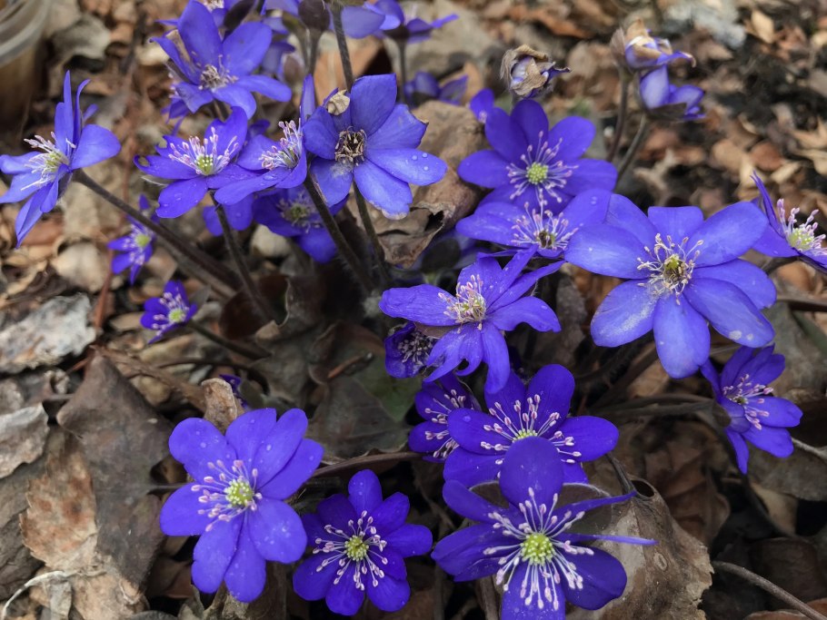 Печеночница нобилис синяя