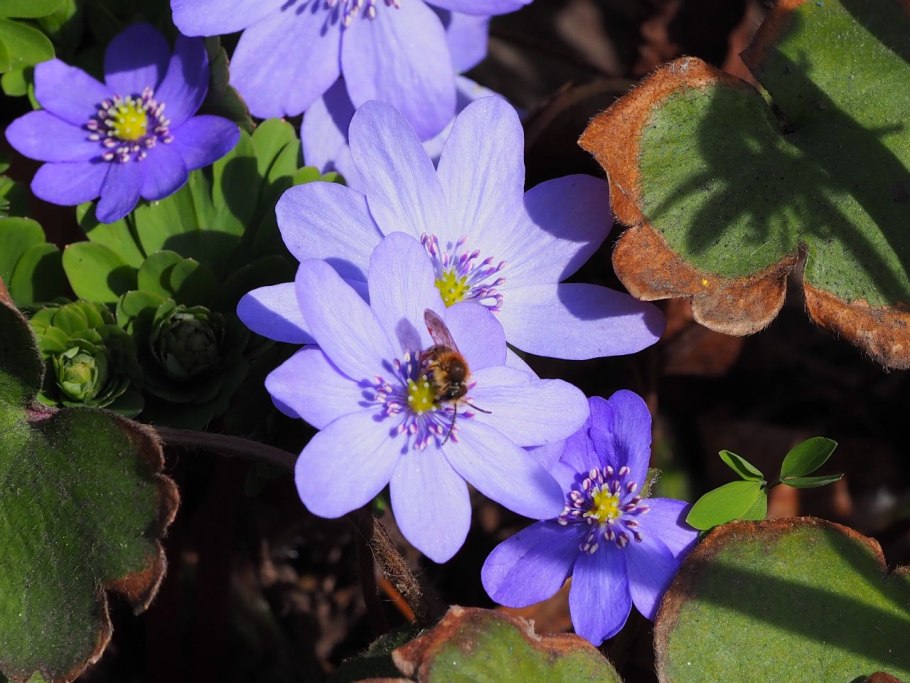 Печеночница благородная