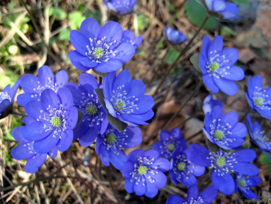 Печеночница альба