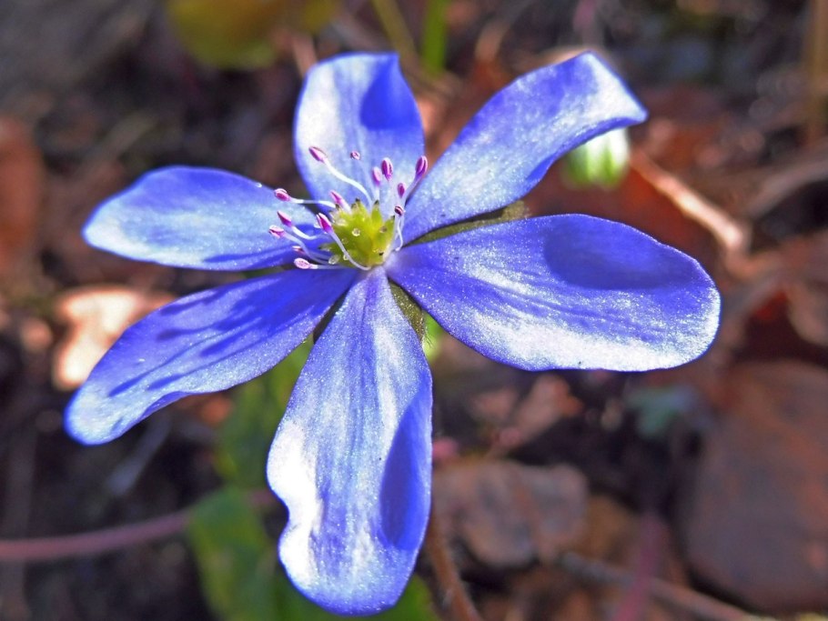 Печеночница лесная