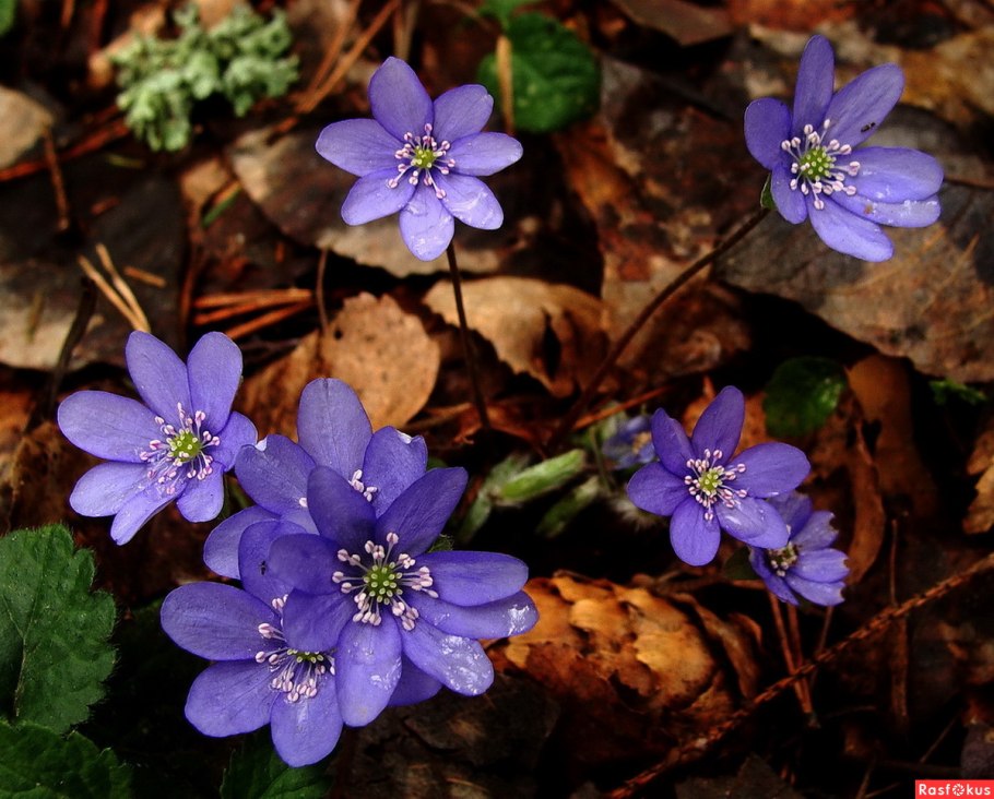 Журавинка лесные цветы