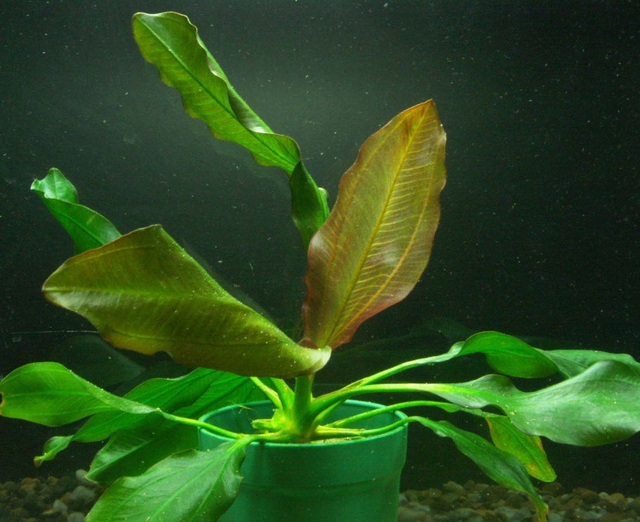 Эхинодорус апарт