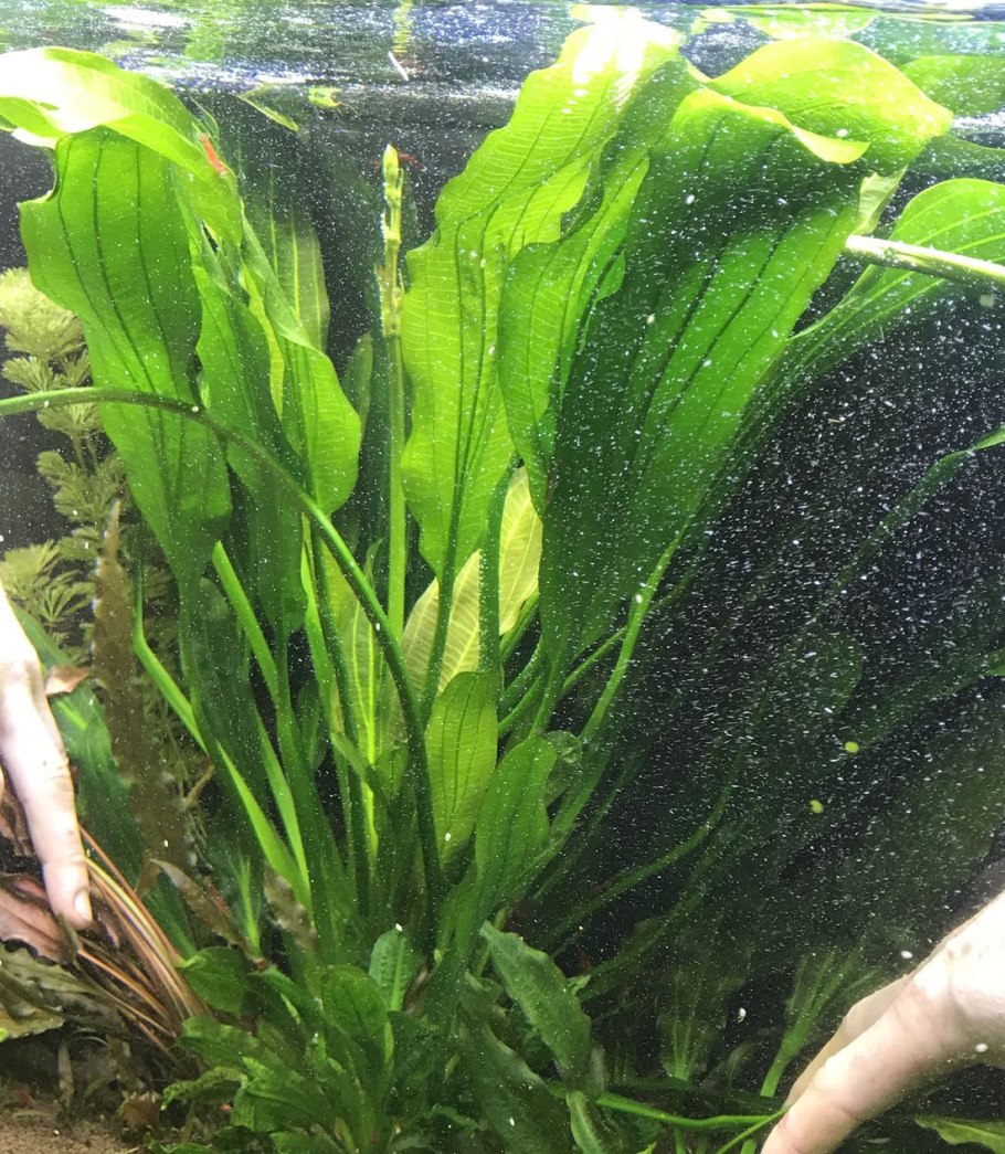 Эхинодорус аргентинский