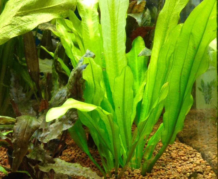 Эхинодорус Палаефолиус