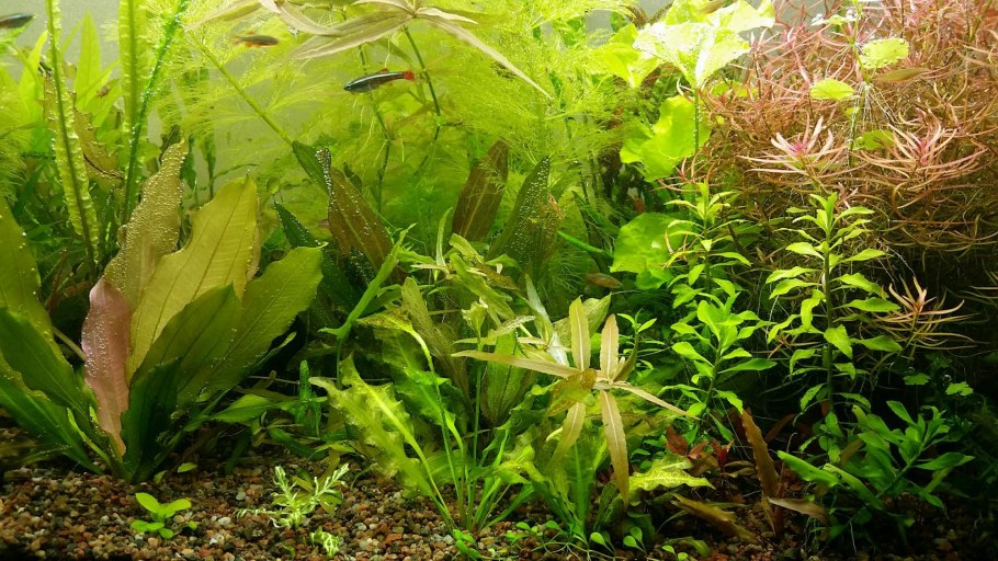 Эхинодорус красный Рубин