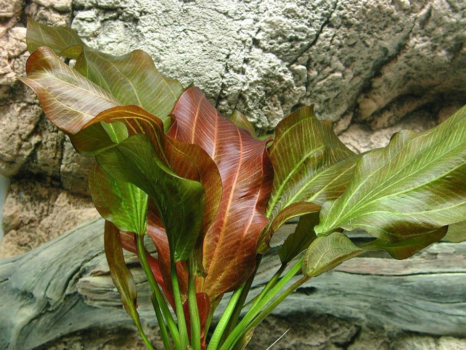 Эхинодорус Ашерсона