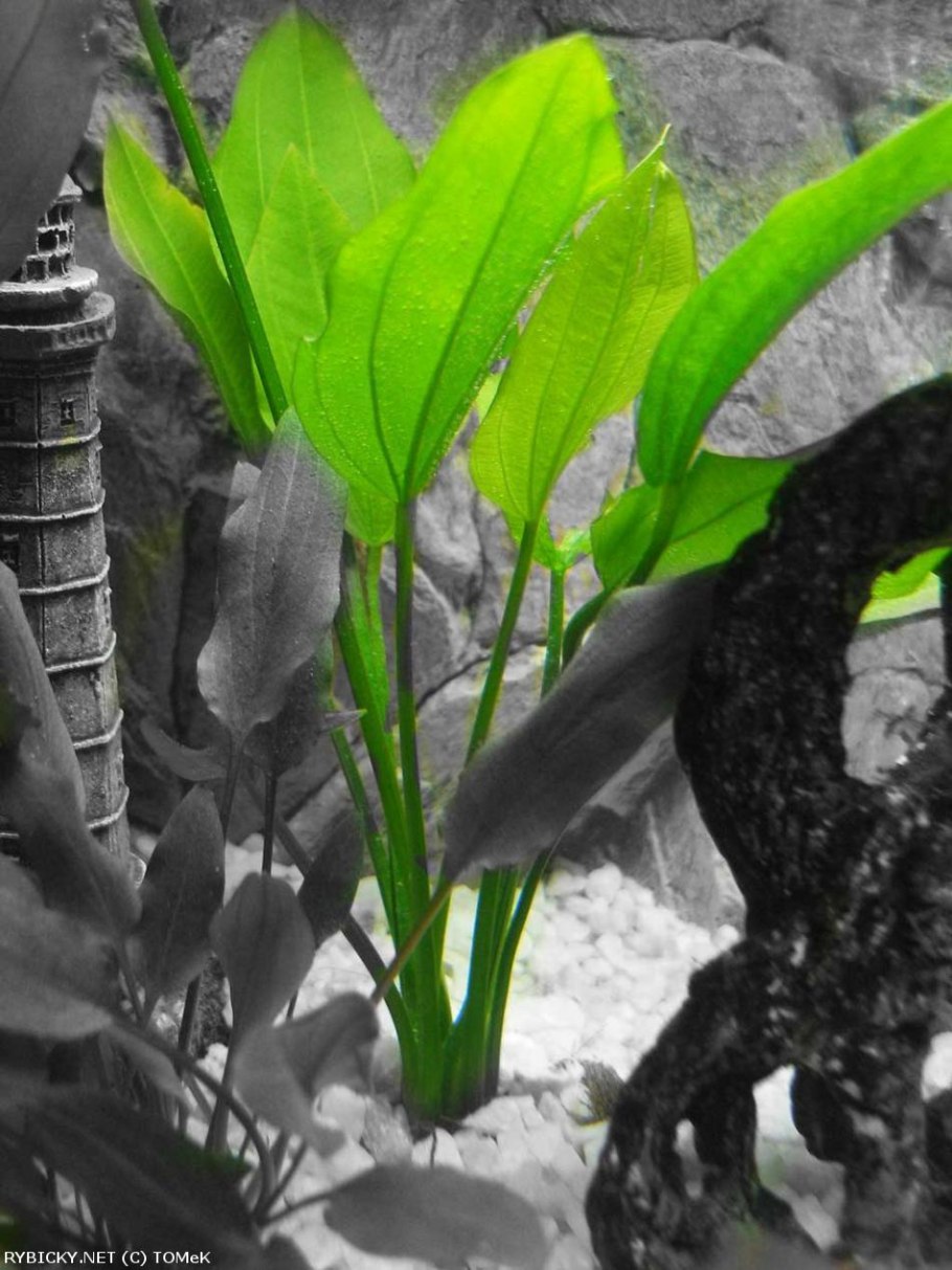 Эхинодорус декумбенс