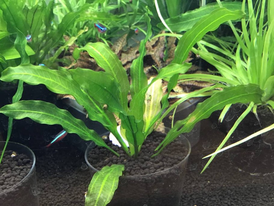 Эхинодорус декумбенс