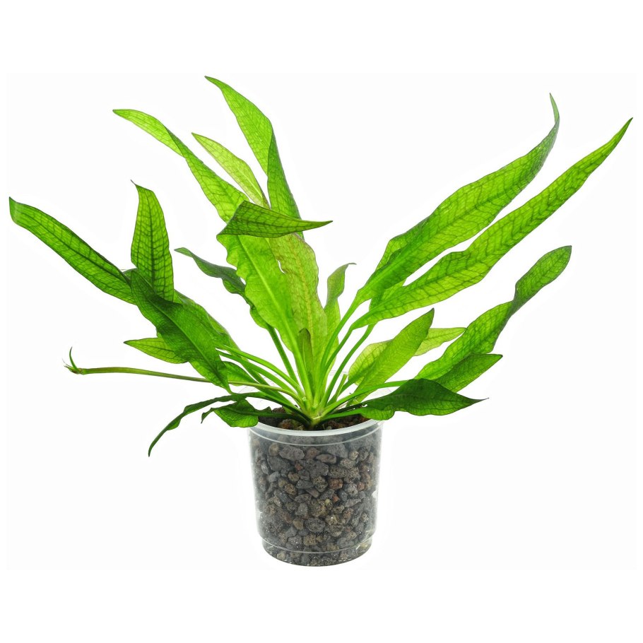 Эхинодорус селловианус