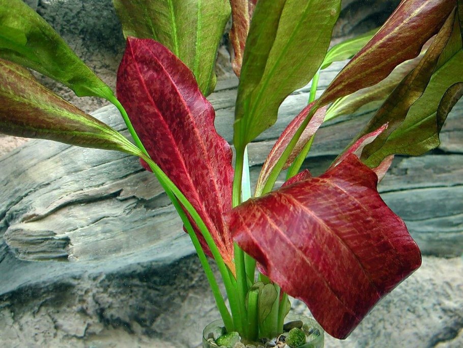 Эхинодорус палефолиус