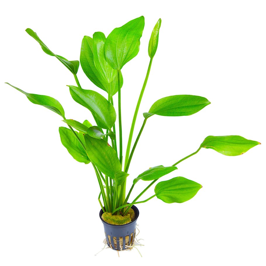 Эхинодорус Палаефолиус