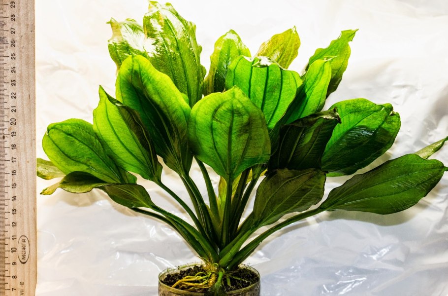 Эхинодорус ‘Fancy Twist’ (Echinodorus Fancy Twist)