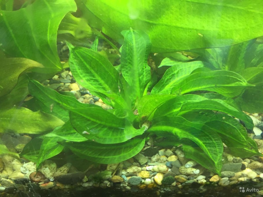 Эхинодорус Индиан ред