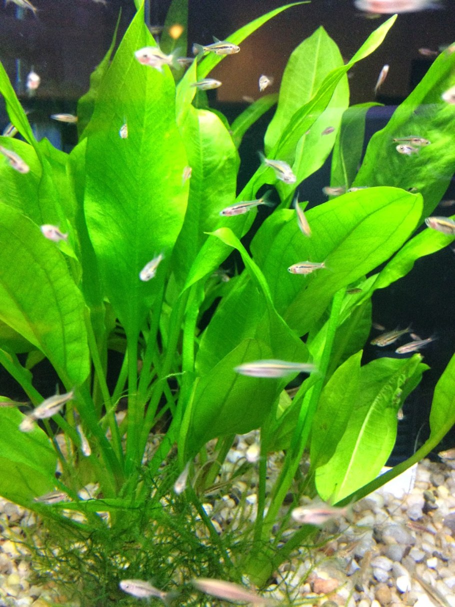 Эхинодорус Зальцмана