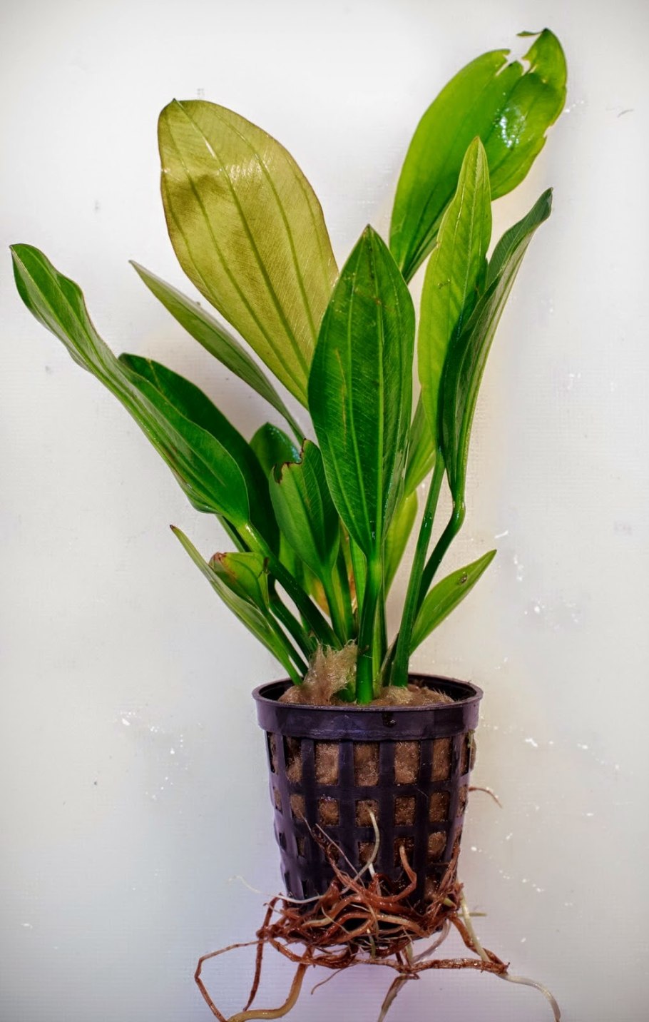 Эхинодорус четырехреберный