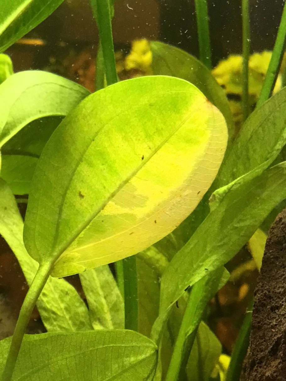 Эхинодорус парвифлорус