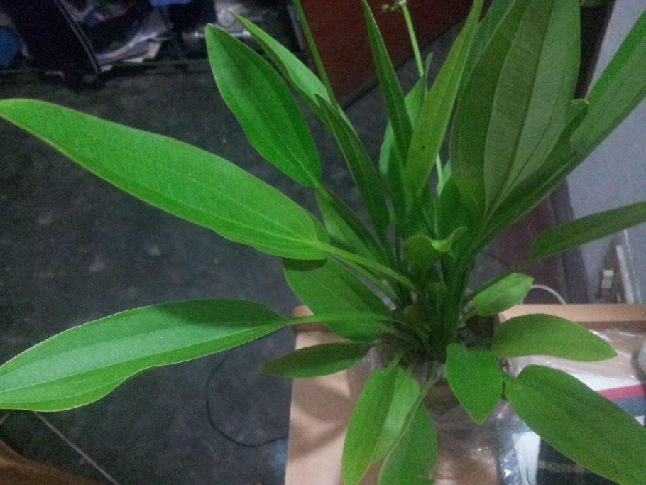 Эхинодорус Рубра