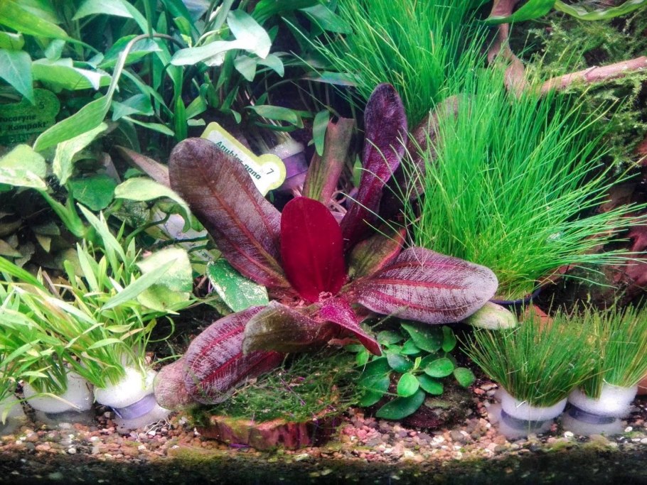 Эхинодорус латифолиус