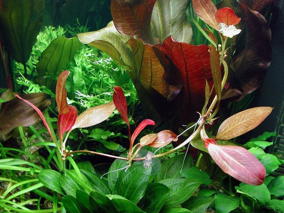 Эхинодорус Грандифолиус