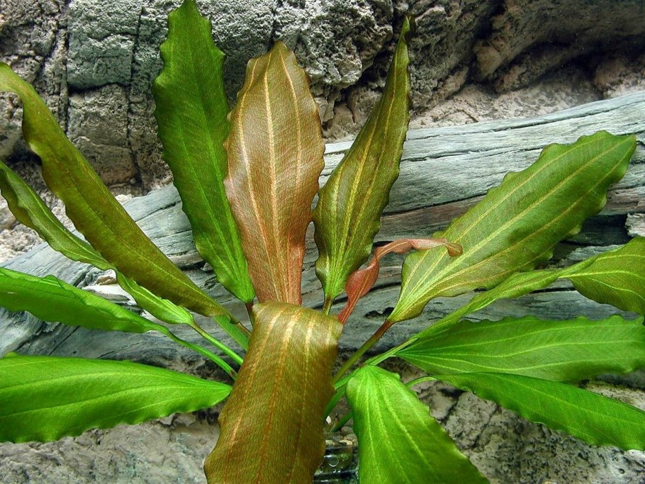 Эхинодорус Ориенталь