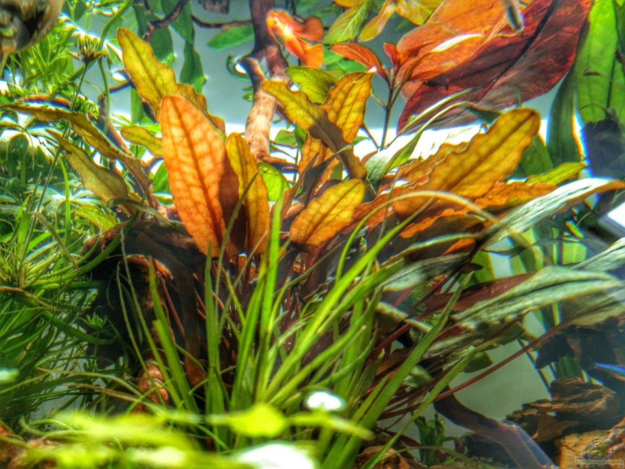 Эхинодорус палефолиус