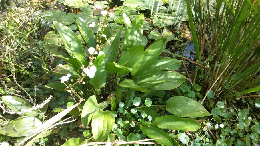 Эхинодорус palaefolius