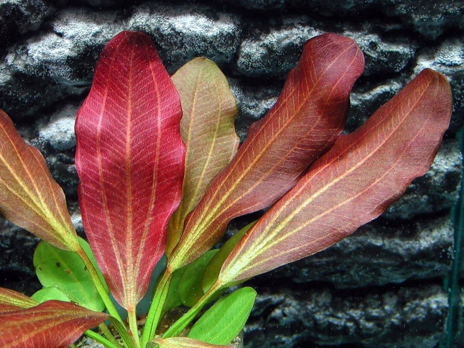 Эхинодорус ЛОПАТОВИДНЫЙ