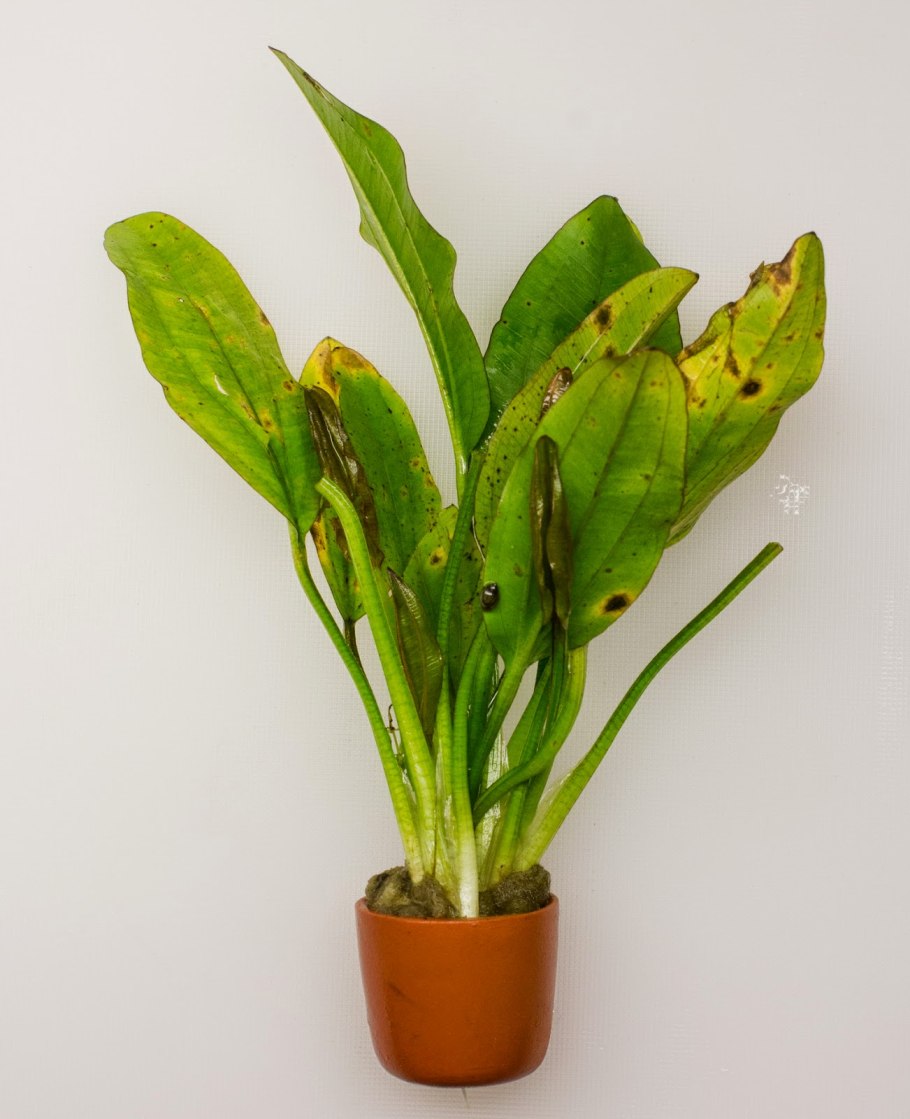 Эхинодорус Инпай (Echinodorus 'impai')