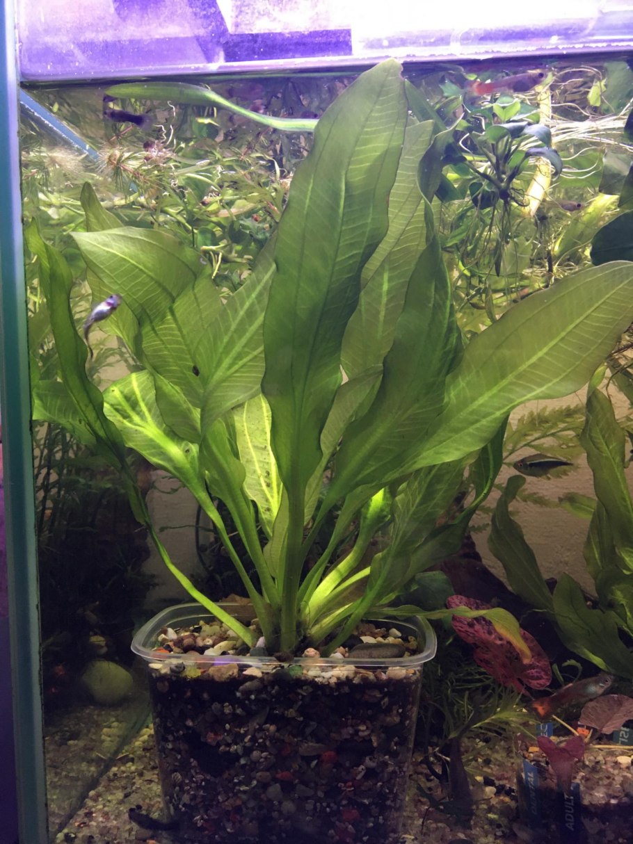 Эхинодорус селловианус