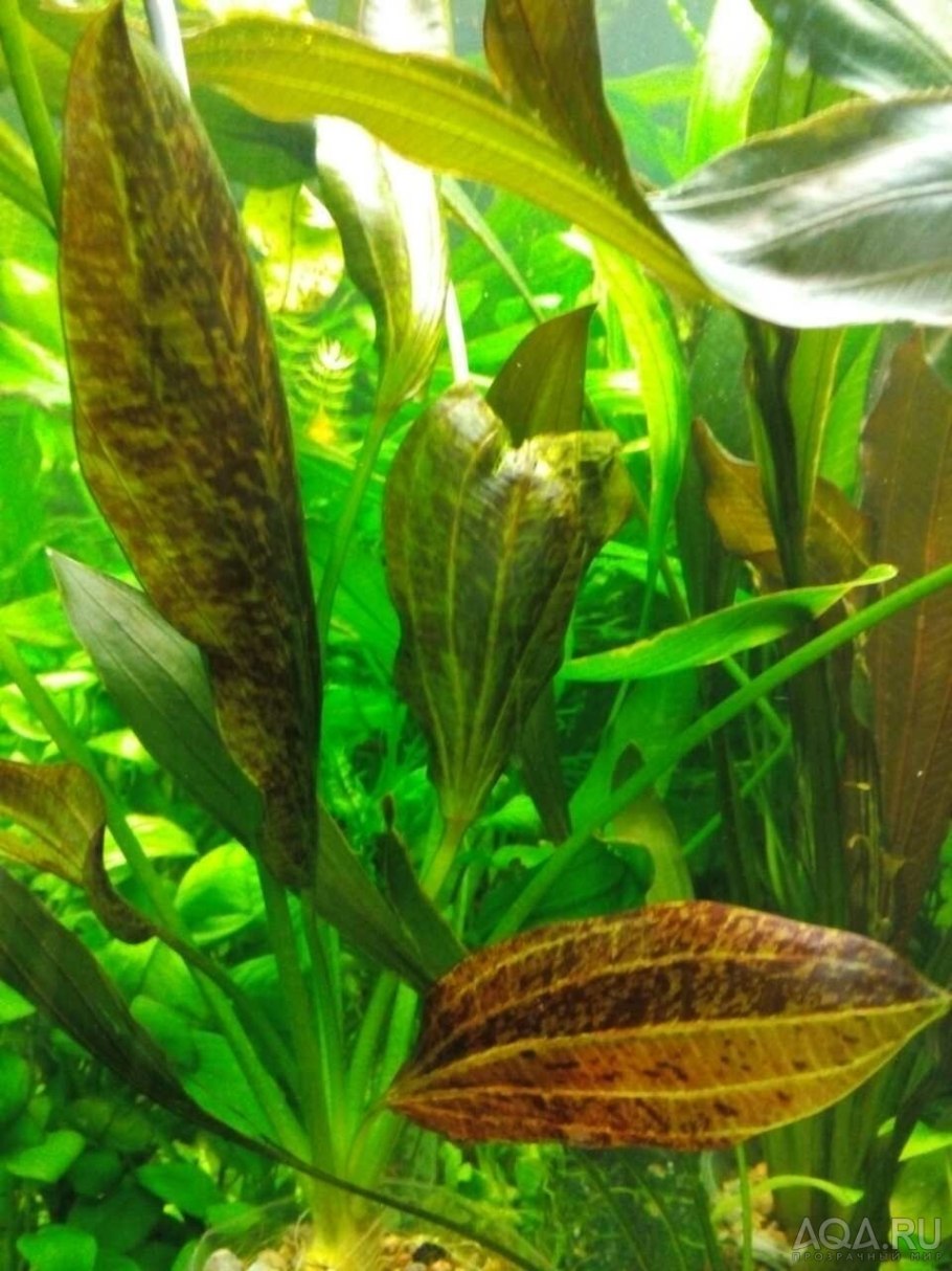 Эхинодорус Грандифолиус