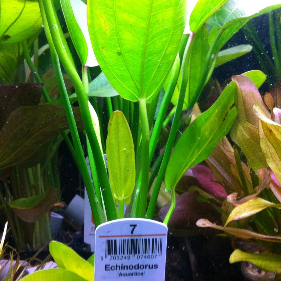 Эхинодорус крупноцветный