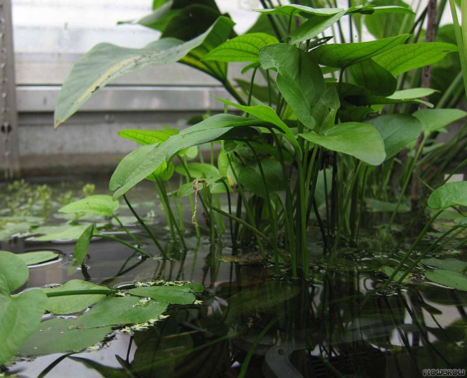 Криптокорина Апоногетон