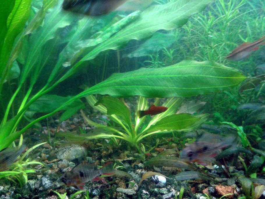 Эхинодорус амазонский (echinodorus amazonicus)