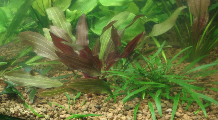 Эхинодорус Габриэли