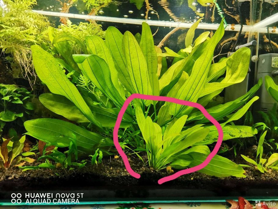 Эхинодорус palaefolius