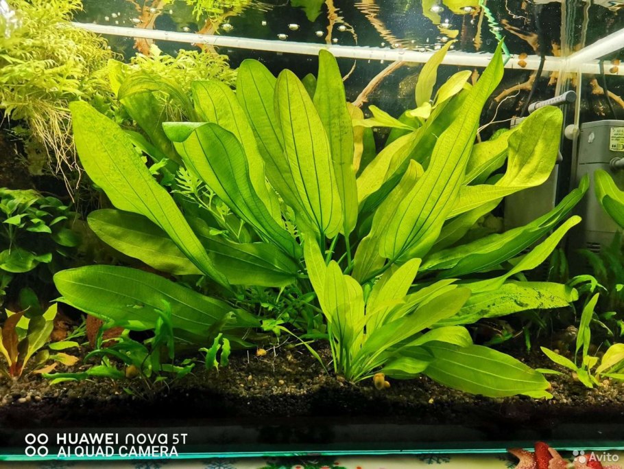 Эхинодорус красный жемчуг