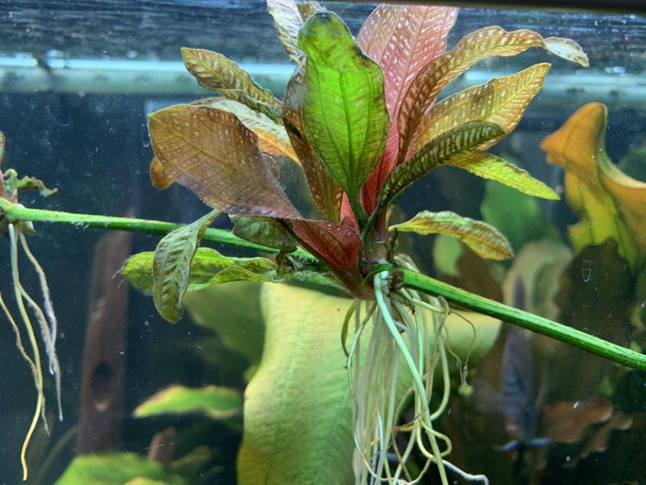 Echinodorus muricatus