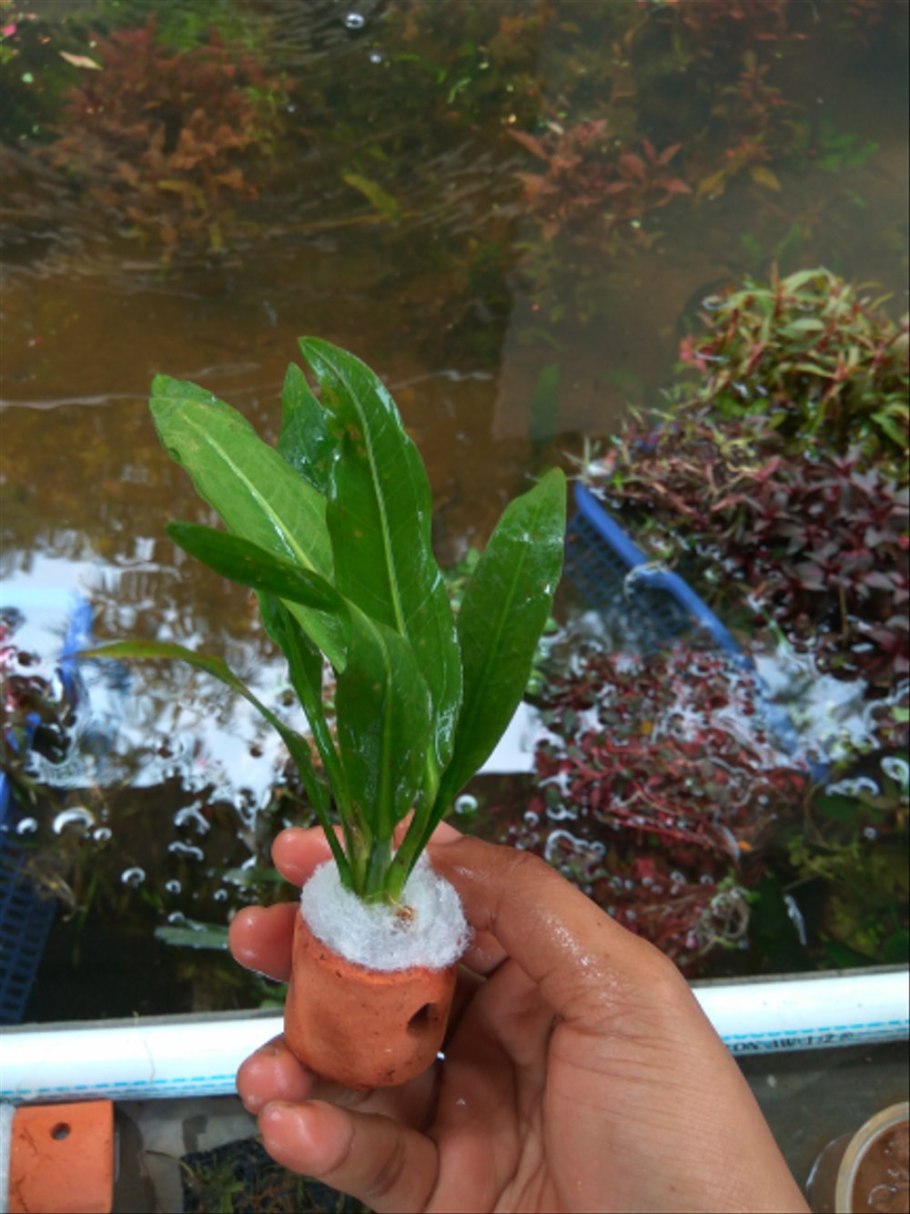 Криптокорина Вендта красная