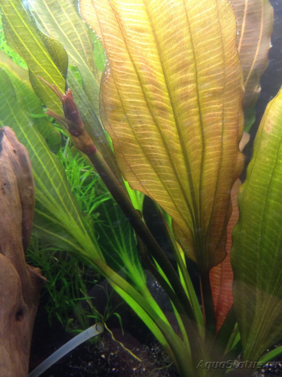 Эхинодорус Монте Карло