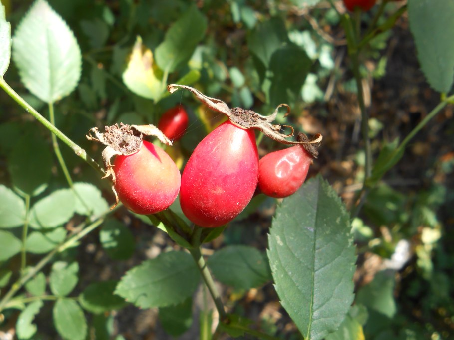 Шиповник (сушёный)