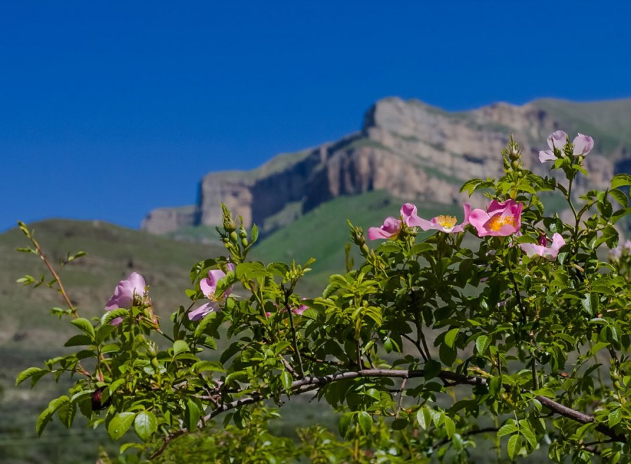 Шиповник Максимовича