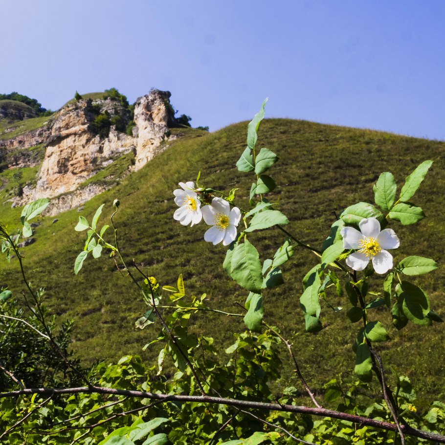 Шиповник канадская Бланш