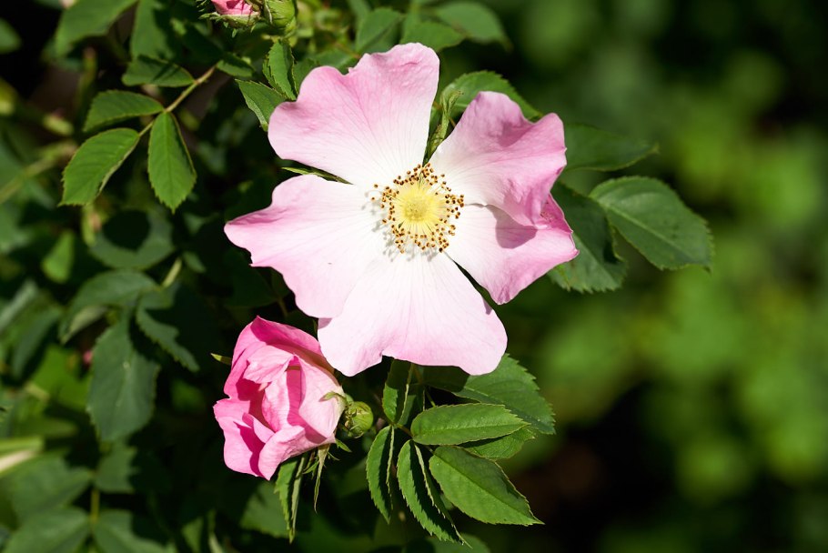 Шиповник собачий — rosa canina l.